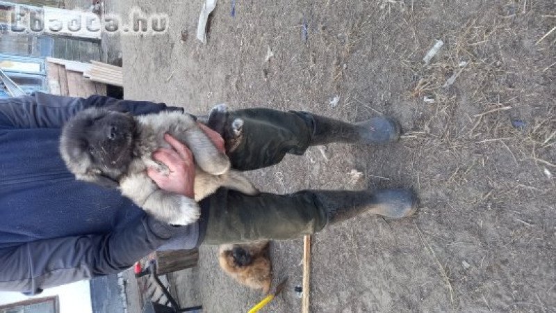 Kaukázusi kiskutyák gazdit keresnek