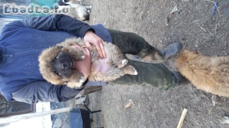 Tibeti Mastiff fajta jellegű kiskutyák