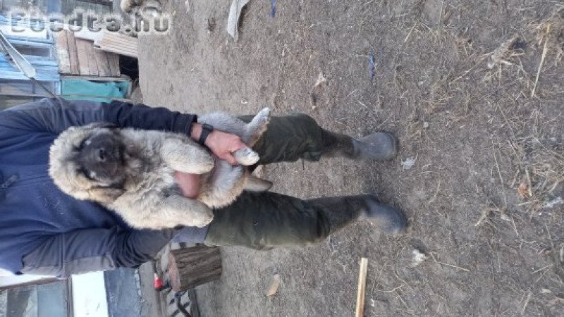 Tibeti Mastiff fajta jellegű kiskutyák