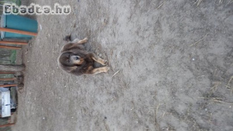 Tibeti Mastiff fajta jellegű kiskutyák