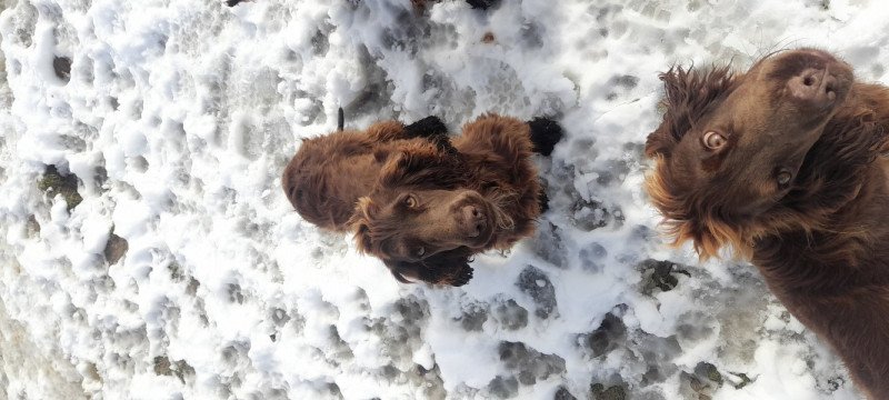 Angol cocker spániel