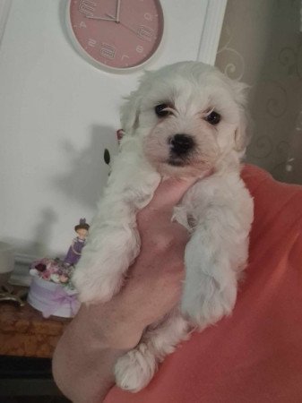 Bichon Havanese