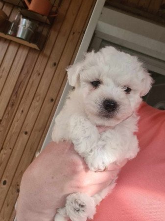 Bichon Havanese