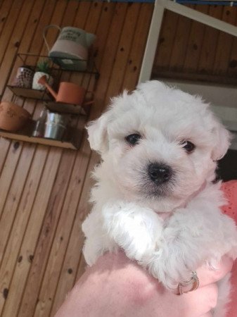 Bichon Havanese