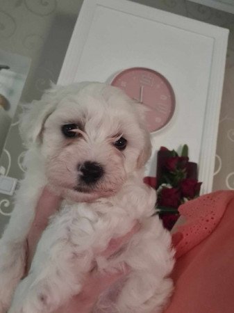 Bichon Havanese