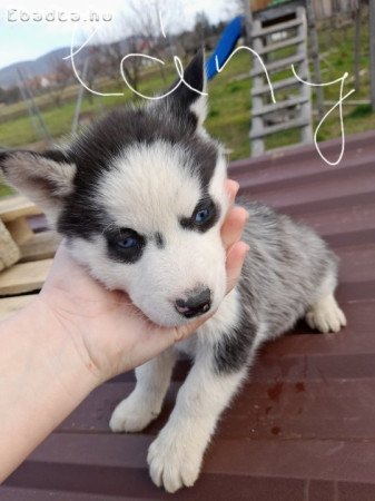 Husky kiskutya