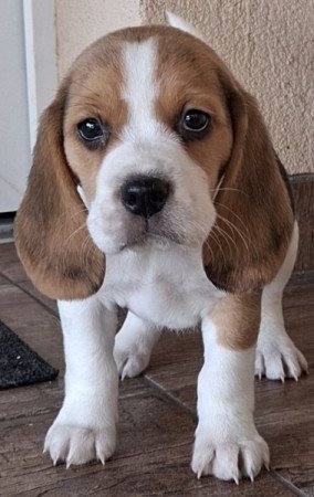 Beagle