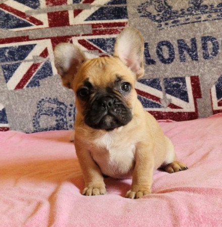 Francia bulldog