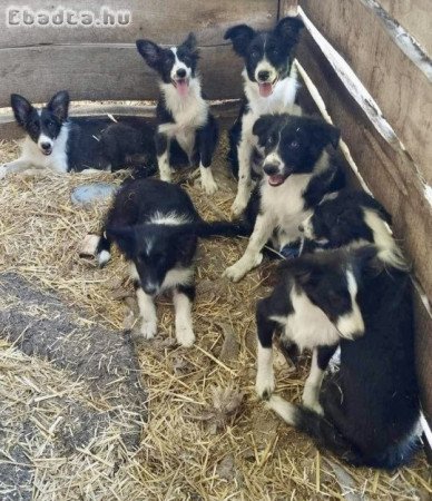 Border collie kiskutyák