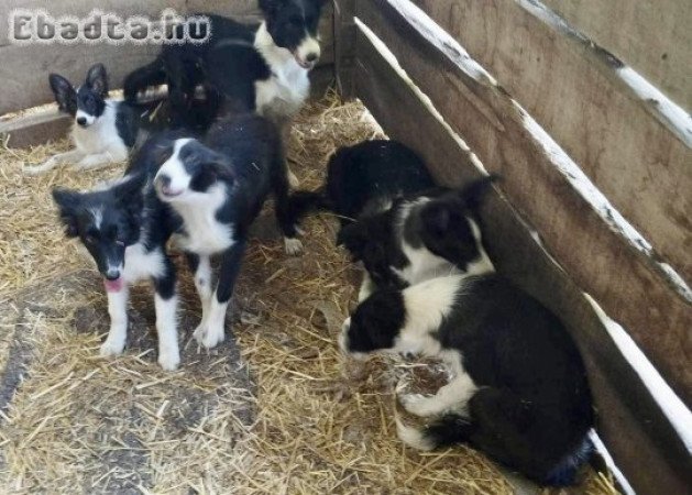 Border collie kiskutyák