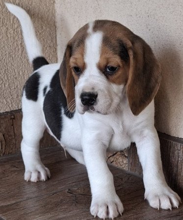 Beagle