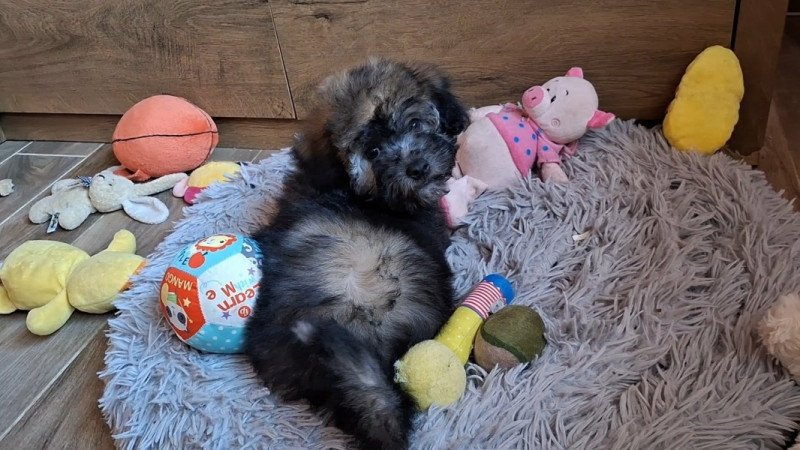 bichon havanese