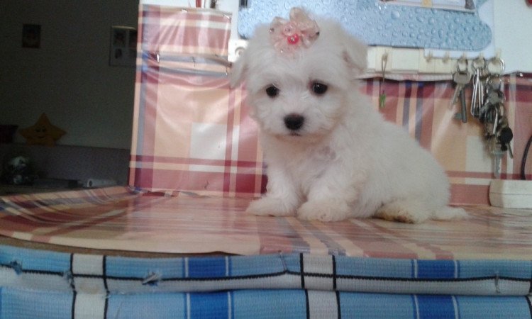 Bichon Havanes