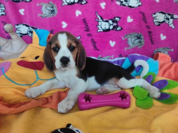 MINI Beagle