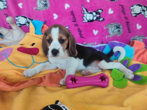 MINI Beagle