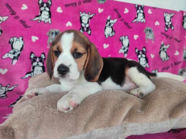 MINI Beagle