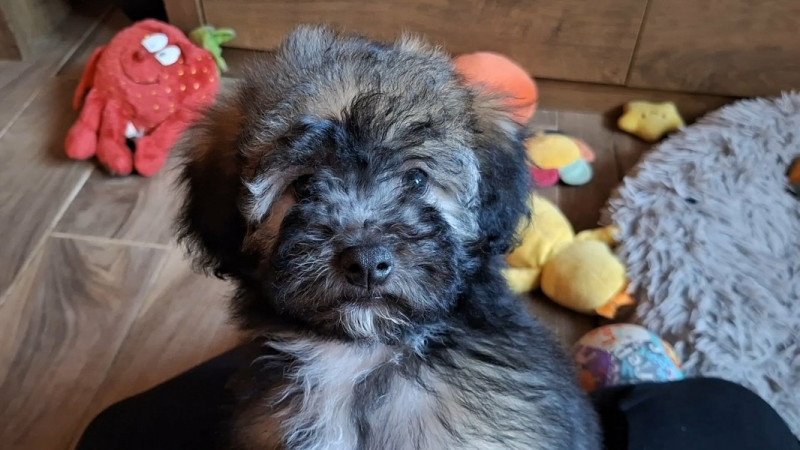 bichon havanese