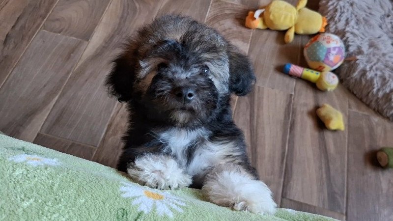 bichon havanese