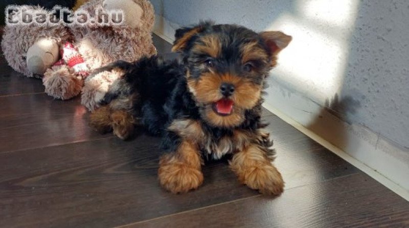 yorkshire terrier   yorkie