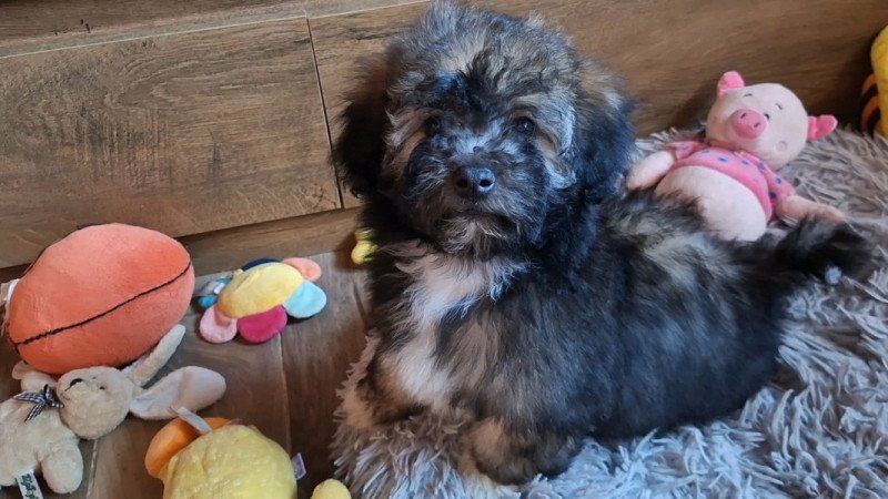 bichon havanese