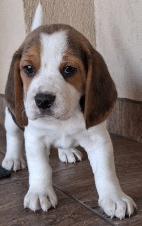 Beagle