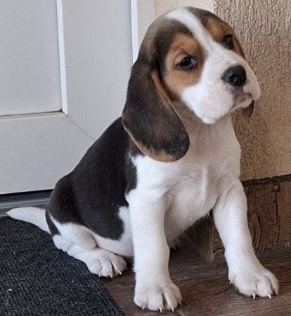 Beagle