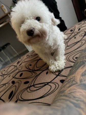 Havanese
