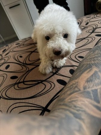 Havanese