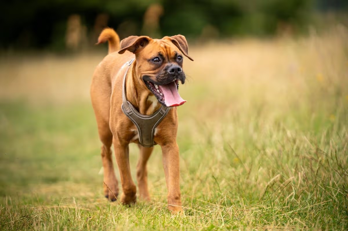 27 kutyafajta, amelynek a legtöbb mozgásra és a leghosszabb sétákra van szüksége27 kutyafajta, amelynek a legtöbb mozgásra és a leghosszabb sétákra van szüksége
