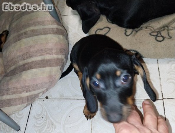 Tacskó köiskutyák eladók