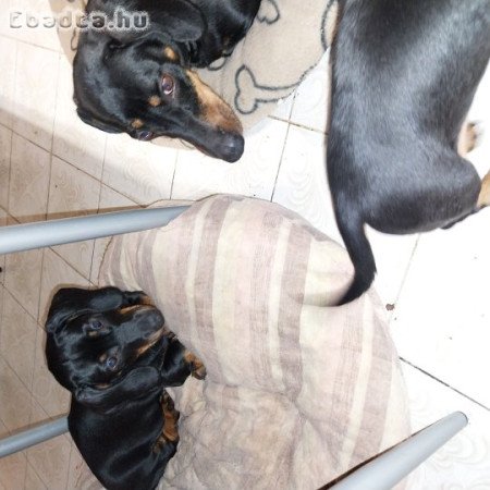 Tacskó köiskutyák eladók