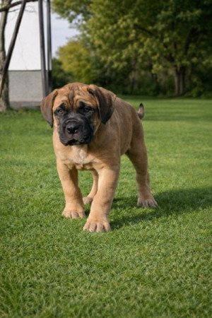 Cane Corso