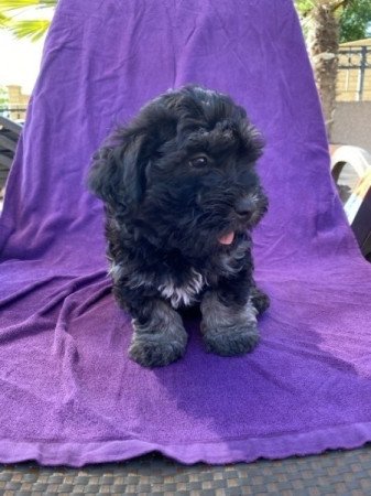 Bichon Havanese