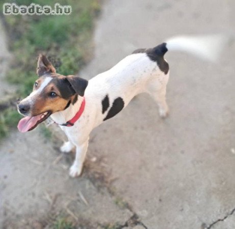 Foxi jellegű 2 éves kan szerető családot keres.