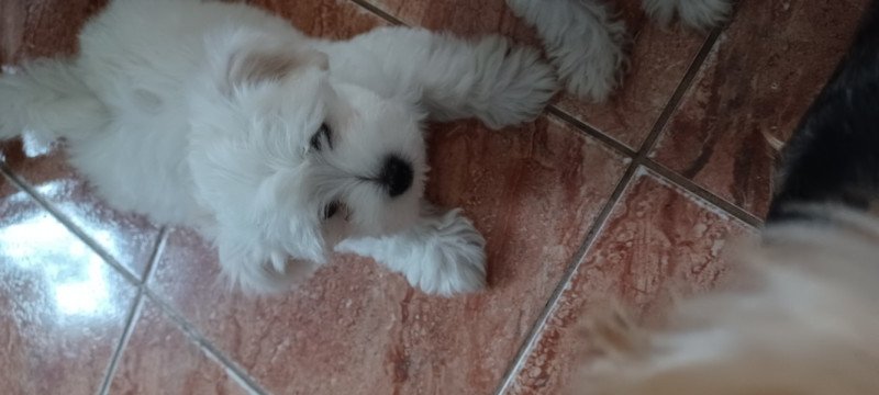 Bichon Hawaneise