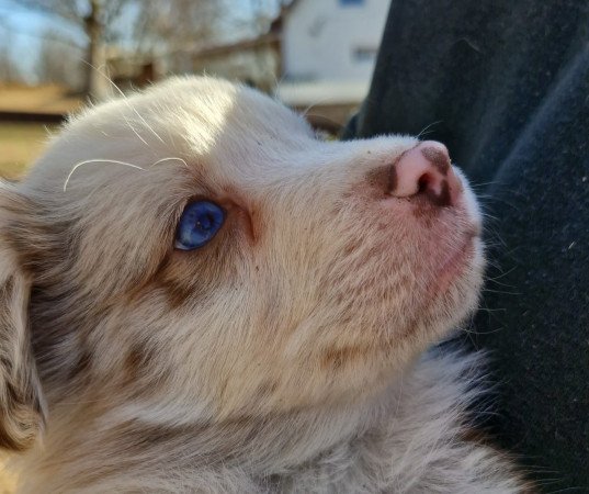 Tündéri Border Collie kan kiskutyák gazdit keresnek