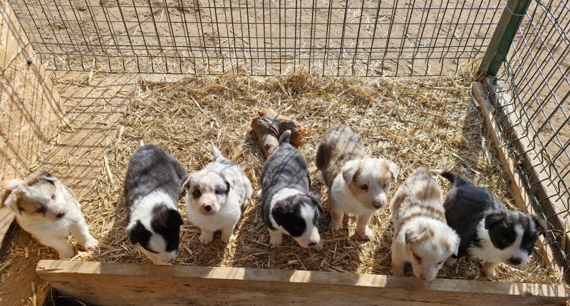 Tündéri Border Collie kan kiskutyák gazdit keresnek