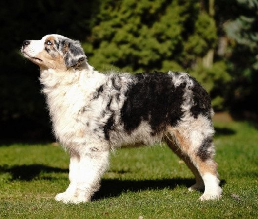 Ausztrál juhászkutya