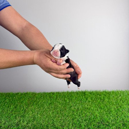 Törzskönyves Boston terrier kiskutya