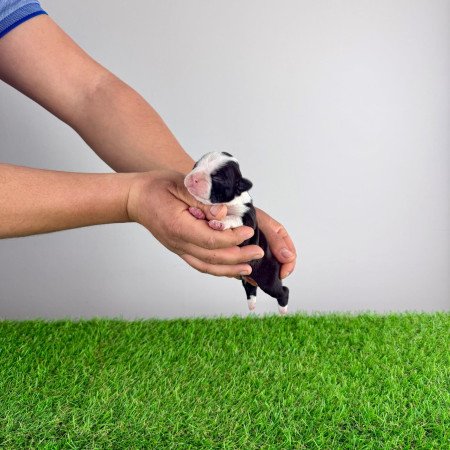 Törzskönyves Boston terrier kiskutya