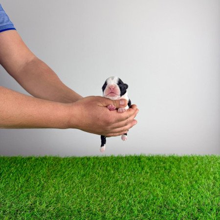 Törzskönyves Boston terrier kiskutya