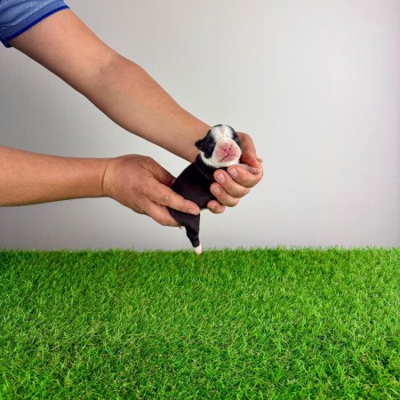 Törzskönyves Boston terrier kiskutya