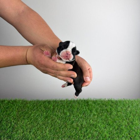 Törzskönyves Boston terrier kiskutya