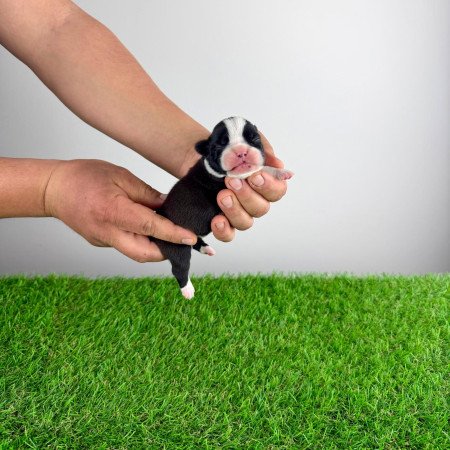 Törzskönyves Boston terrier kiskutya