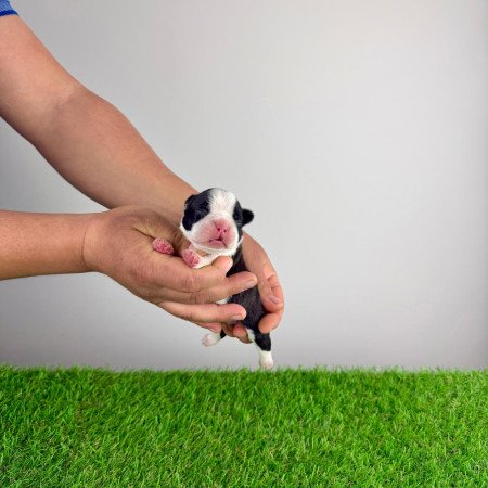 Törzskönyves Boston terrier kiskutya