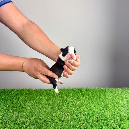 Törzskönyves Boston terrier kiskutya