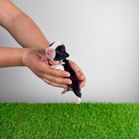 Törzskönyves Boston terrier kiskutya