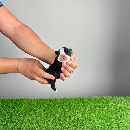 Törzskönyves Boston terrier kiskutya