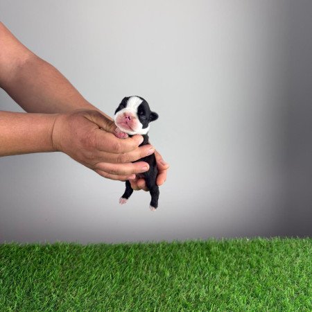 Törzskönyves Boston terrier kiskutya