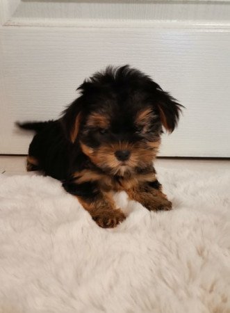 Yorkshire terrier